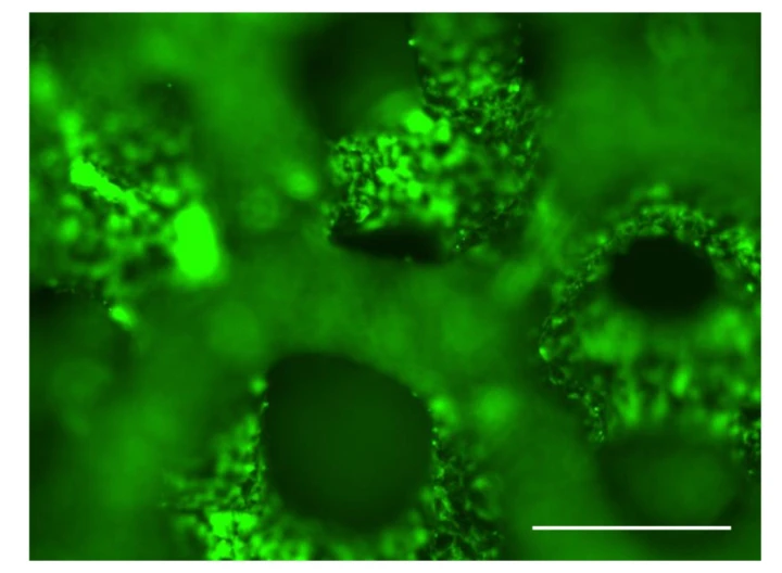 Functional Biomaterials